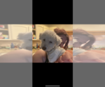 Small #5 Poochon
