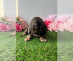 Small #7 Dachshund