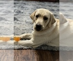 Small Photo #1 Labrador Retriever Puppy For Sale in KEMP, TX, USA