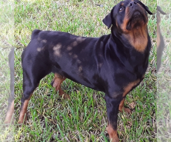 Medium Photo #1 Rottweiler Puppy For Sale in JACKSONVILLE, FL, USA