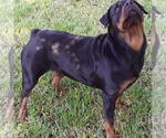 Small Photo #1 Rottweiler Puppy For Sale in JACKSONVILLE, FL, USA