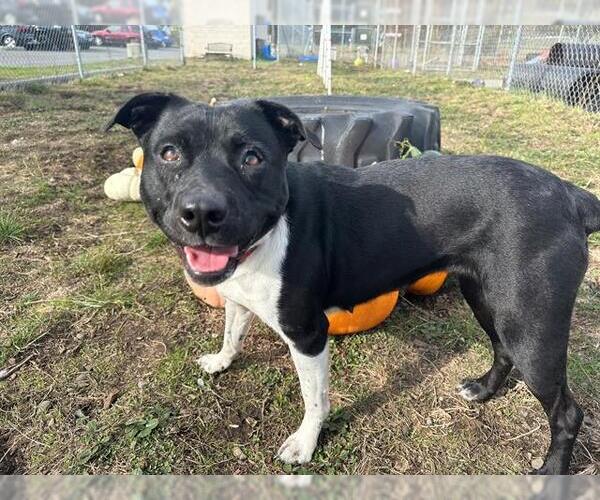 Medium Photo #1 American Pit Bull Terrier Puppy For Sale in McKinleyville, CA, USA