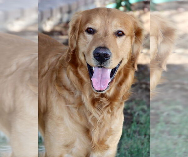 Medium Photo #2 Golden Retriever Puppy For Sale in Glendale , AZ, USA