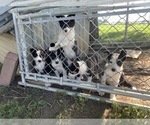 Small Photo #1 Border Collie Puppy For Sale in INDIANOLA, IA, USA