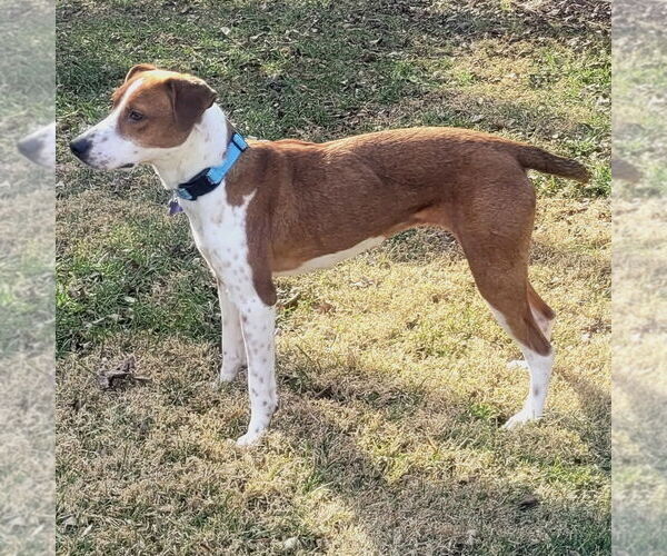 Medium Photo #4 Beagle-Unknown Mix Puppy For Sale in Batavia, OH, USA