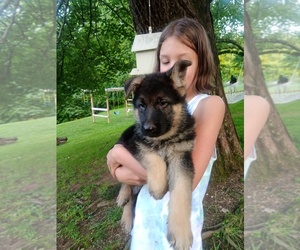 German Shepherd Dog Puppy for sale in LAWRENCEBURG, KY, USA