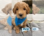 Puppy 3 Goldendoodle