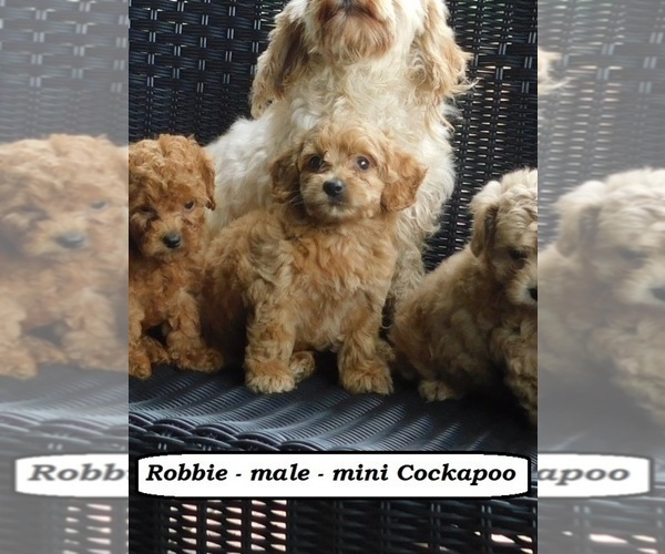 Medium Photo #4 Cock-A-Poo Puppy For Sale in CLARKRANGE, TN, USA