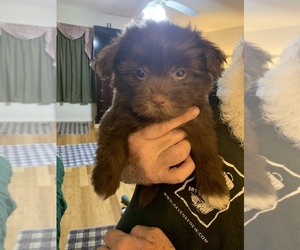 Shorkie Tzu Puppy for sale in OCALA, FL, USA