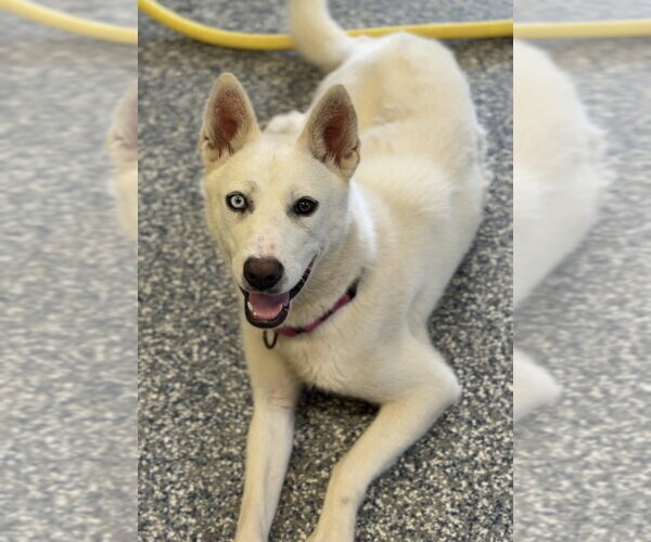 Medium Photo #4 Siberian Husky-Unknown Mix Puppy For Sale in Bemidji, MN, USA