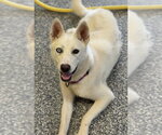 Small #3 Siberian Husky Mix