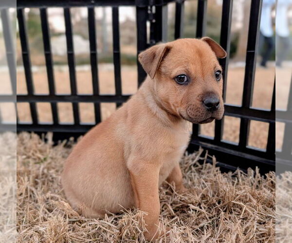 Medium Photo #3 Rottweiler-Unknown Mix Puppy For Sale in Brewster, NY, USA