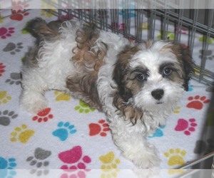 Shih-Poo Puppy for sale in ORO VALLEY, AZ, USA