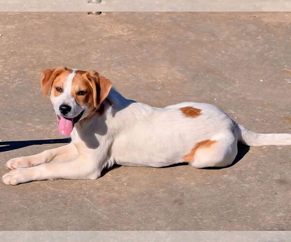 Medium Photo #2 Labrador Retriever-Unknown Mix Puppy For Sale in Alexander, AR, USA
