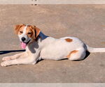 Small #1 Labrador Retriever Mix