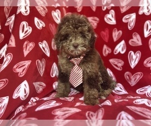 ShihPoo Puppy for sale in LAKELAND, FL, USA
