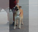 Small #5 Akita-German Shepherd Dog Mix