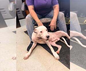 Hector - Male Mutt Dog for Adoption - Photo #4