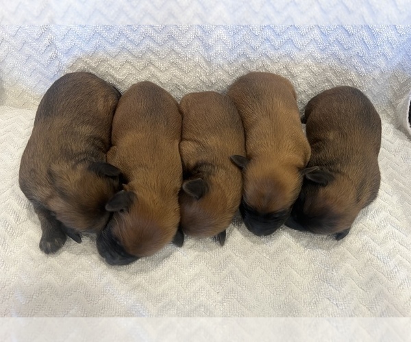 Medium Photo #1 Soft Coated Wheaten Terrier Puppy For Sale in SALEM, MO, USA
