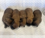 Wheaten boys - Male Soft Coated Wheaten Terrier Puppy for Sale - Small photo