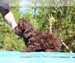 Small #14 ShihPoo