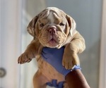Small Photo #3 English Bulldog Puppy For Sale in CHEYENNE, WY, USA
