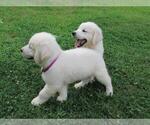Small Photo #22 Golden Retriever Puppy For Sale in MILLVILLE, MA, USA