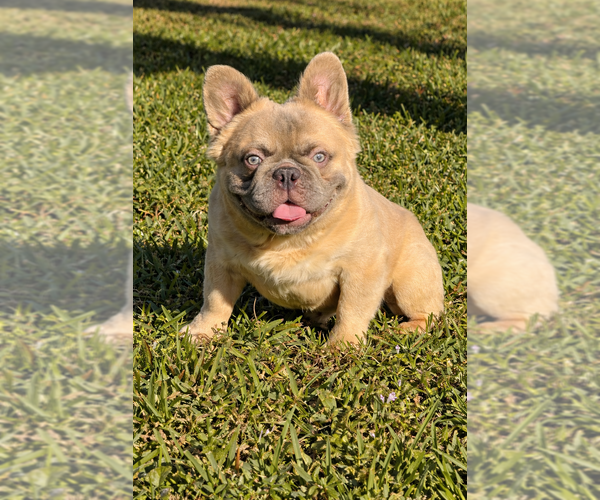 Medium Photo #1 French Bulldog Puppy For Sale in CORAL SPRINGS, FL, USA