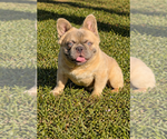 Small Photo #1 French Bulldog Puppy For Sale in CORAL SPRINGS, FL, USA
