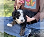 Small #5 Bernedoodle (Miniature)