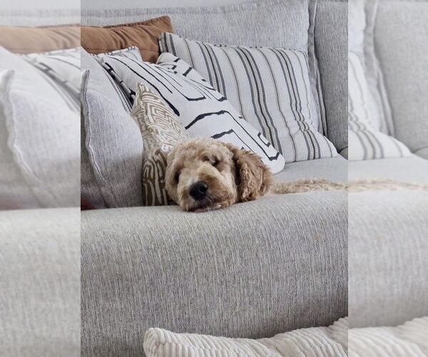 Medium Photo #4 Goldendoodle Puppy For Sale in Mooresville, NC, USA