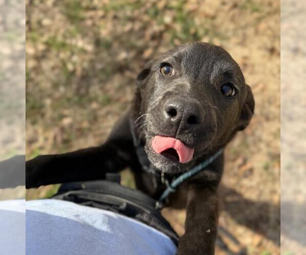 Medium Photo #2 Labrador Retriever-Unknown Mix Puppy For Sale in Yardley, PA, USA
