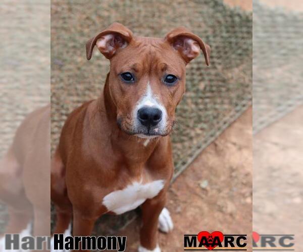 Medium Photo #1 Boxer-Unknown Mix Puppy For Sale in Maryville, TN, USA