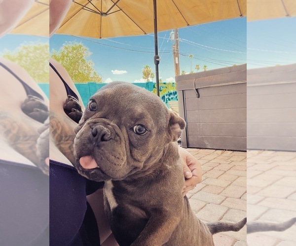 Medium Photo #1 American Bully Puppy For Sale in PHOENIX, AZ, USA