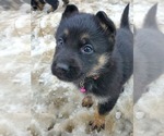 Small Photo #25 German Shepherd Dog Puppy For Sale in COWGILL, MO, USA