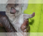 Small Photo #10 French Bulldog Puppy For Sale in SPRING, TX, USA