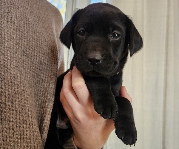 Medium Photo #9 Labrador Retriever Puppy For Sale in BARRON, WI, USA