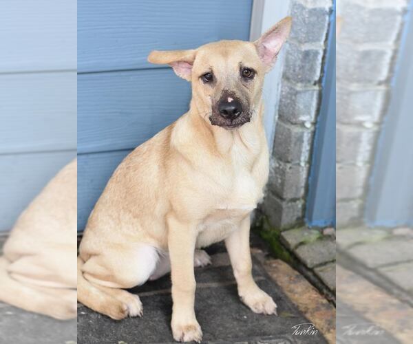 Medium Photo #3 Labrador Retriever-Unknown Mix Puppy For Sale in Brewster, NY, USA