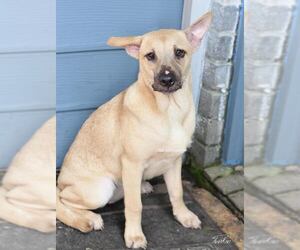 Punkin (Lone Star Litter) - Female Labrador Retriever-Unknown Mix Dog for Adoption - Photo #3