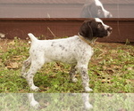 Puppy Cream German Shorthaired Pointer-German Wirehaired Pointer Mix