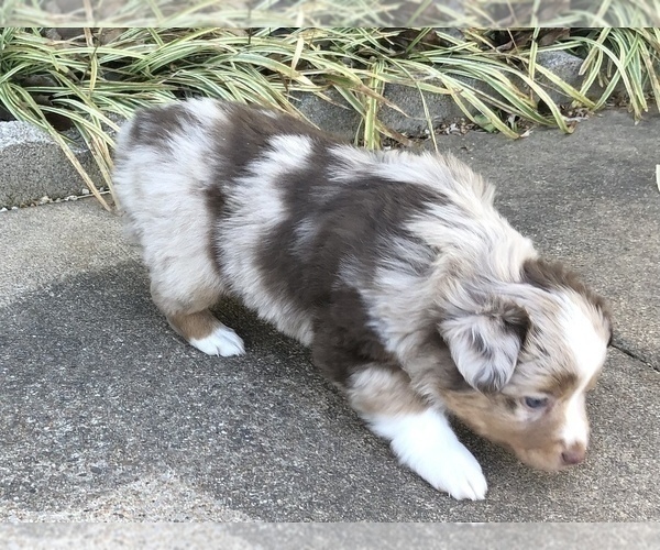 Medium Photo #16 Miniature Australian Shepherd Puppy For Sale in HOWE, OK, USA