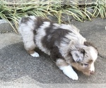 Small Photo #16 Miniature Australian Shepherd Puppy For Sale in HOWE, OK, USA
