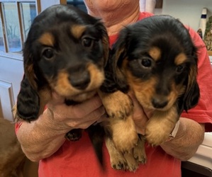Dachshund Litter for sale in ASHLAND, NE, USA
