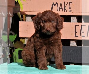 Aussiedoodle Miniature  Puppy for sale in HOLTWOOD, PA, USA