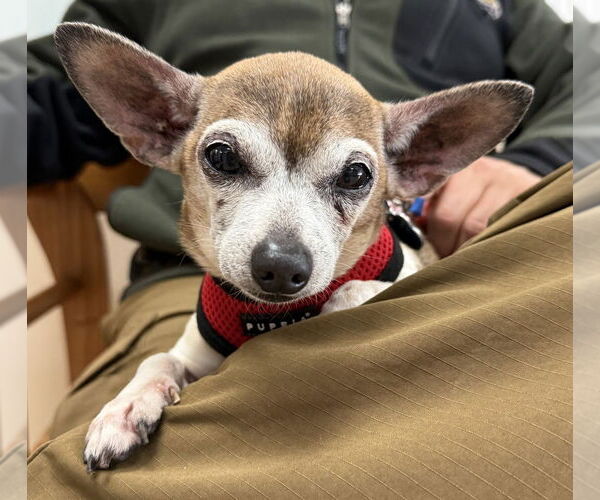 Medium Photo #1 Chihuahua Puppy For Sale in Mundelein, IL, USA