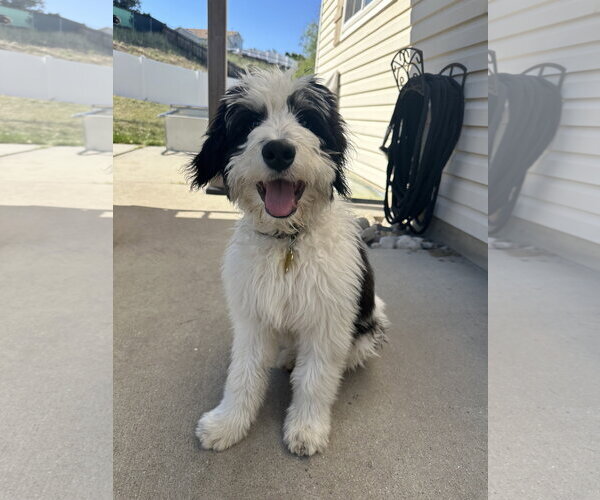 Medium Photo #4 Bernese Mountain Dog-Unknown Mix Puppy For Sale in Sandy, UT, USA