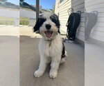 Small #3 Bernese Mountain Dog Mix