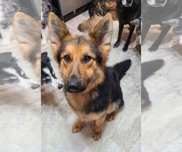 Medium Photo #6 German Shepherd Dog-Unknown Mix Puppy For Sale in Columbus, IN, USA