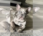 Small Photo #1 French Bulldog Puppy For Sale in VALLEY STREAM, NY, USA