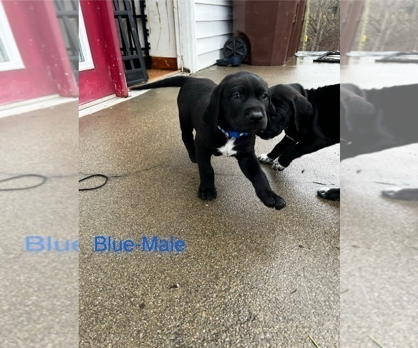 Medium Photo #28 Cane Corso-German Shorthaired Pointer Mix Puppy For Sale in CLAY CITY, KY, USA